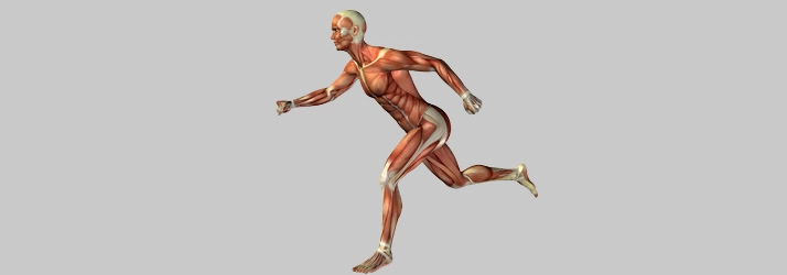 Anatomical illustration of a running figure highlighting muscle structure and movement dynamics.